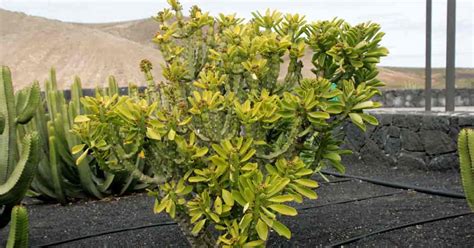 Euphorbia Neriifolia Care Growing The Indian Spurge Tree