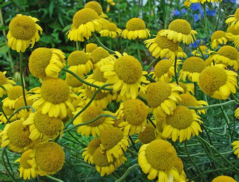 Yellow Button Flowers Paul Sturmey Flickr