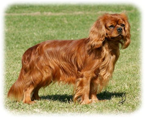 King Charles Cavalier Brown Archives Furry Folly