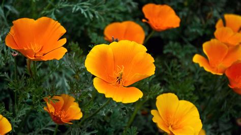 Attractive Orange Color Flowers Hd Wallpapers Collection