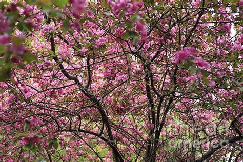Flowering Crab Apple Tree In Full Bloom By Cassandra Vandenberg