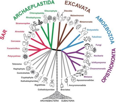 2 General Eukaryote Phylogenetic Tree The Clade Fungi And Metazoa Have