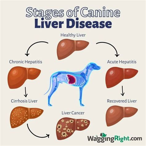 Liver Disease In Dogs The Best Foods And Successful Remedies Wagging