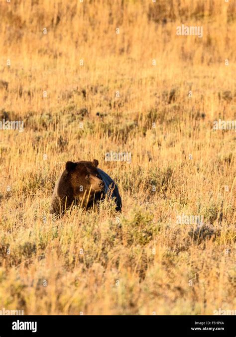 Brown Bear High Resolution Stock Photography And Images Alamy