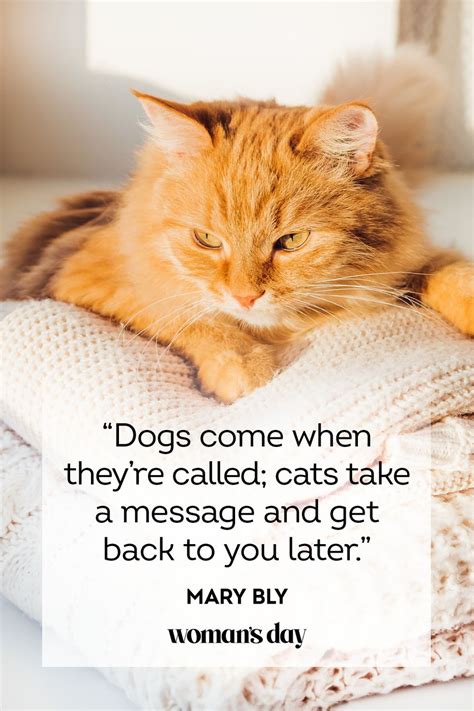 45 Best Cat Quotes Cute Cat Sayings To Describe Your Kitten