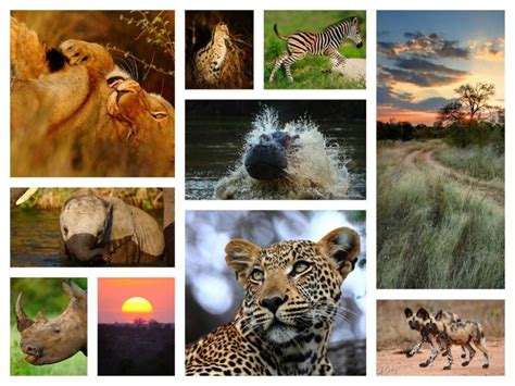 Top 10 Wildlife Destinations In India Wildlife Getaway In India