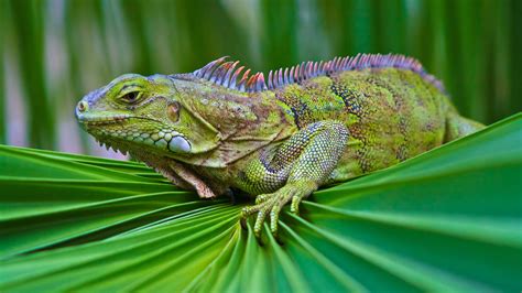 Download Lizard Green Reptile Animal Iguana Hd Wallpaper