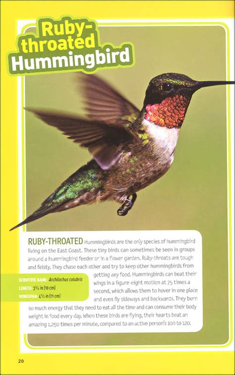 Bird Guide Of North America 2ed National Geographic Kids National