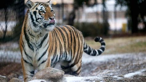 Lsu Football Mascot Mike The Tiger Diagnosed With Inoperable Form Of
