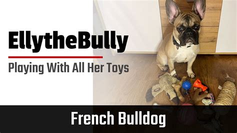 Frenchie Plays With All Her Favourite Toys Ellythebully Youtube