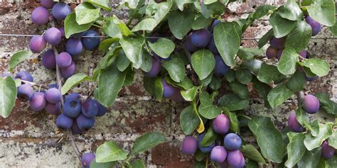 Best Fruit Trees For Small Gardens Dwarf Fruit Trees For Patio Balcony