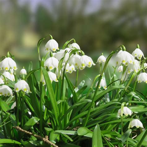 Snowdrops And Daffodils And Flowers Of The Spring Irish American Mom