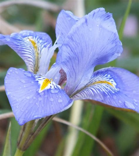 Iris Unguicularis Algerian Iris