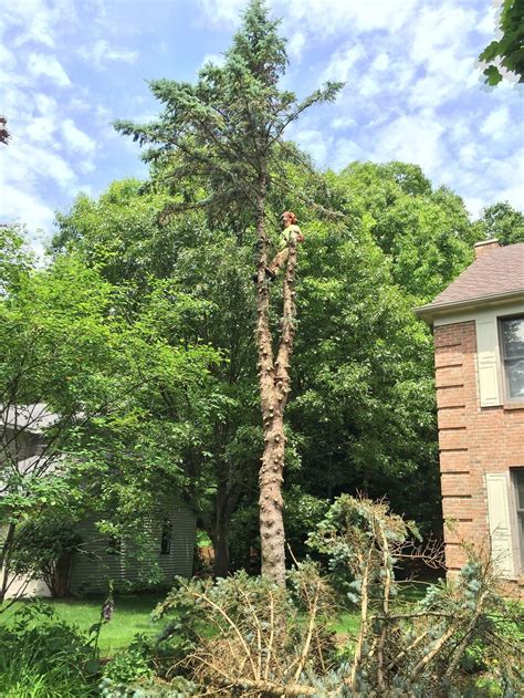 Expert recommended top 3 tree services in plymouth, uk. H & H Tree Services Photo Gallery | Belmont, MI