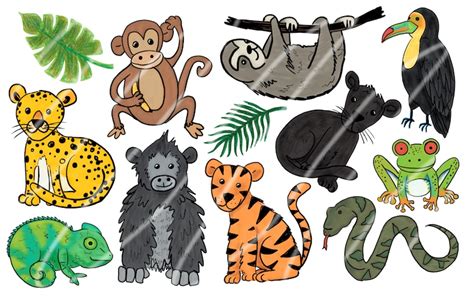 Hand Drawn Rainforest Animal Clip Art Animal Clipart Rainforest