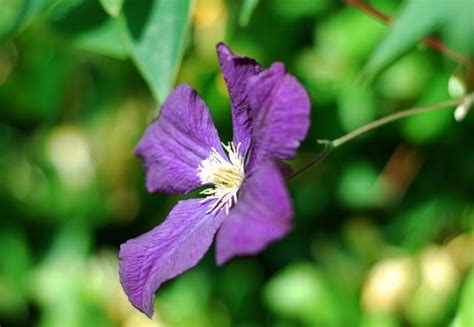 Purple flowers add richness and depth to any landscape design, be it a formal or informal type. Dark Purple Clematis Flower.jpg Hi-Res 720p HD