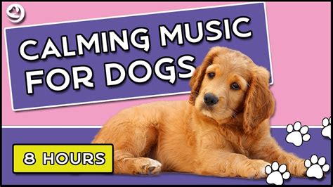 Soothing Music For Dogs To Calm Down Relax And Sleep Dog Music Therapy