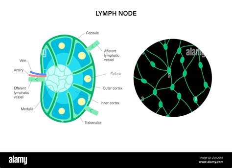 Lymph Node Anatomy Illustration Stock Photo Alamy