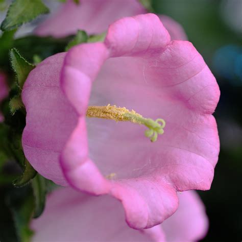 Pink Bell Shaped Flower Campanula Rotunifolia Thomas Grim Flickr