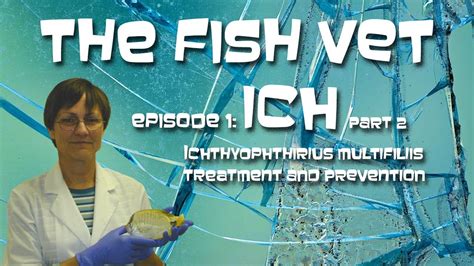 Treatment And Prevention Of Ich White Spot Disease In Aquarium Fish