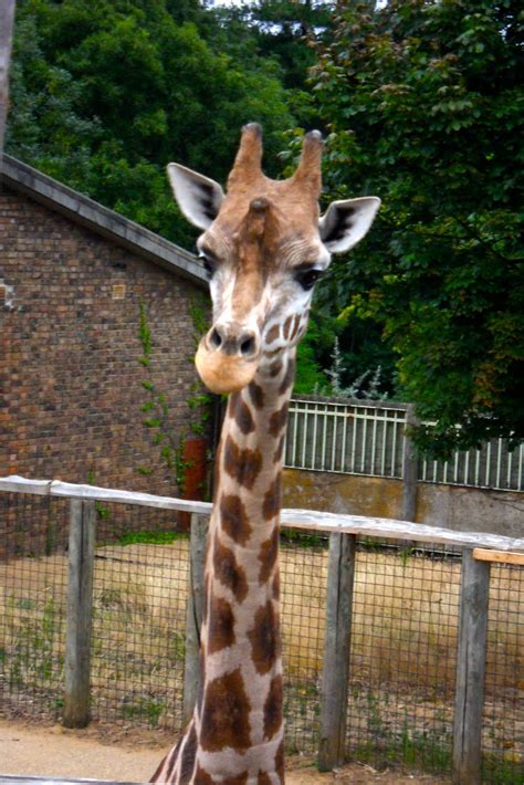London Zoo Aww Giraffes Giraffe London Zoo Zoo