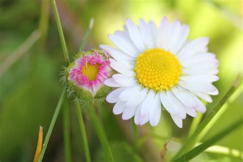 1920x1080 Wallpaper Daisy Flower Peakpx