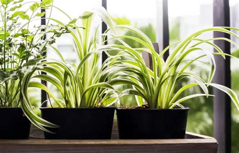 9 Low Light Bathroom Plants That Absorb Moisture The Home And Living