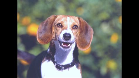 Beagle Dog Breed Details Of Beagle Doginformationvideo