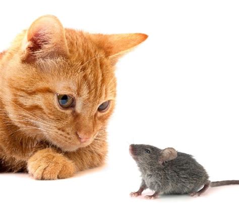 Top 98 Pictures Difference Between A Rat And A Mouse Pictures Superb