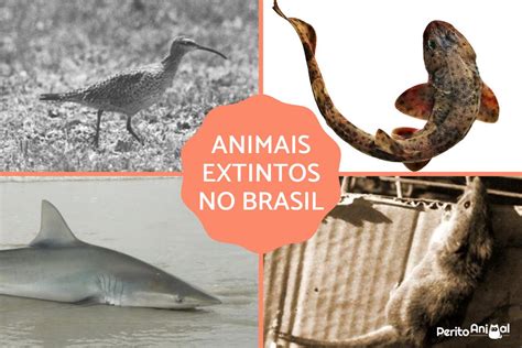 Animais Extintos No Brasil Fotos E Curiosidades