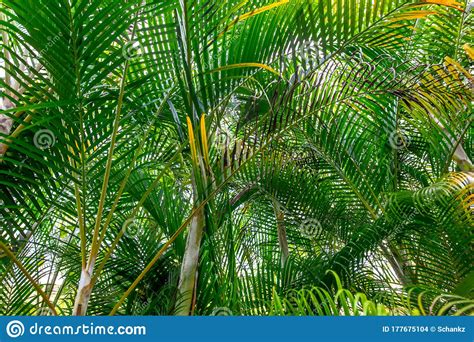 Beautiful Palm Trees In The Park Stock Photo Image Of Green Palm