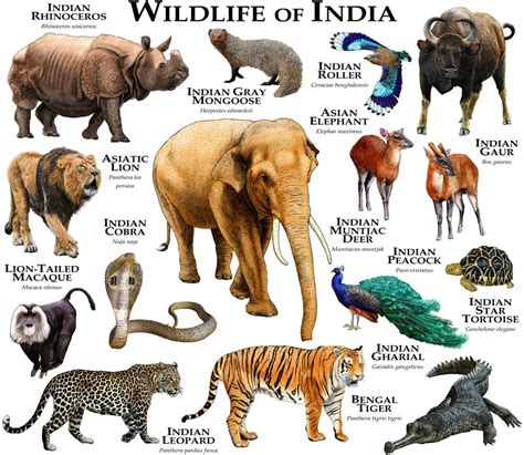 Wild Animals List In India