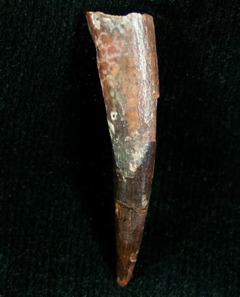109 Pterosaur Tooth Tegana Formation For Sale 7183