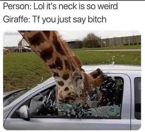 Grab The Incredible Funny Animal Memes Giraffe Hilarious