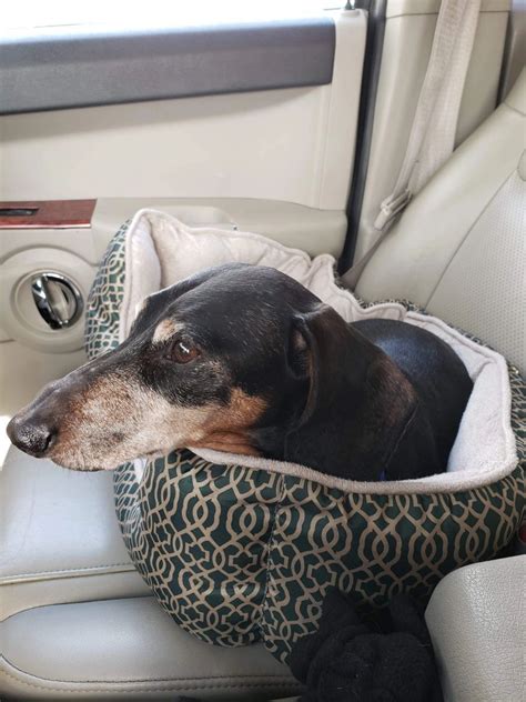 Visit us now to find your dog. Atticus | Dachshund Haus Rescue | Dachshund, Dachshund ...