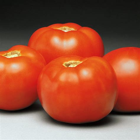 Better Bush Tomato Plants For Sale Free Shipping