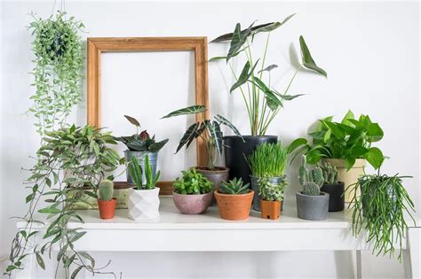 15 Hardy Houseplants And Where To Put Them