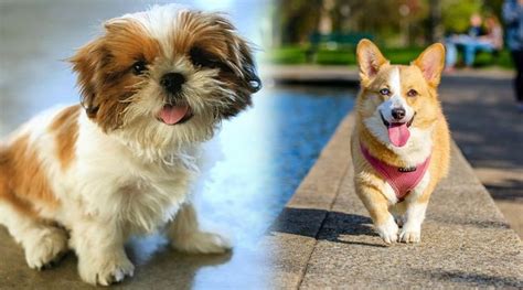 Shorgi Corgi And Shih Tzu Mix Info Pictures Traits Facts Hepper