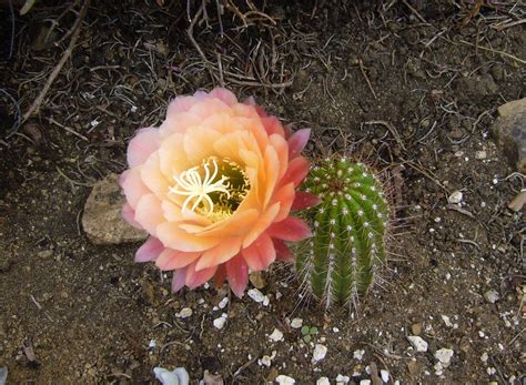 Trichocereus Apricot Glow New 6 Plant With A 5 Flower Repeat
