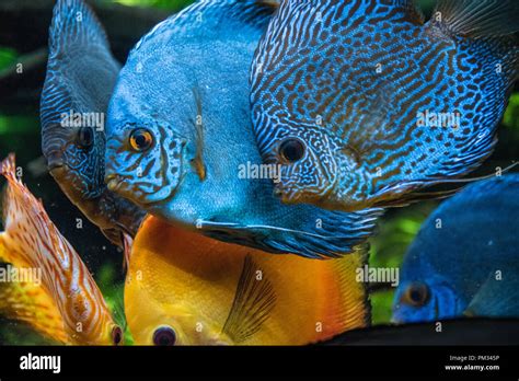Colorful Discus Symphysodon Aequifasciatus Fish A Tropical