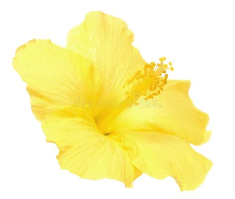 Hibiscus Stock Photo Image Of Nature Yellow White 58730592