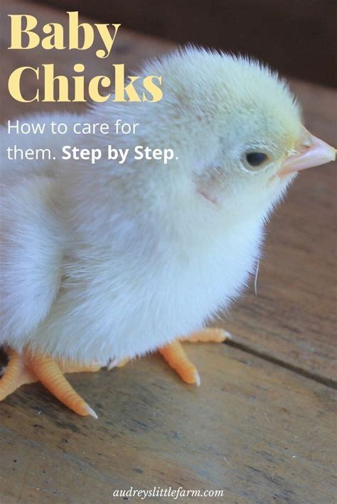 If that doesn't work, try undressing him too. How to Care for Baby Chicks in 2020 | Baby chicks, Baby ...