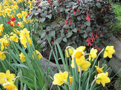 1920x1080px 1080p Free Download Colorful Garden 49 Red Daffodils