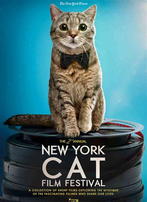 When local standard time is about to reach sunday, 14 march 2021, 02:00:00 clocks are turned forward 1 hour to sunday, 14 march 2021, 03:00:00 local daylight time instead. 2019 NY Cat Festival / Cat Adoption Drive - Time and Space ...