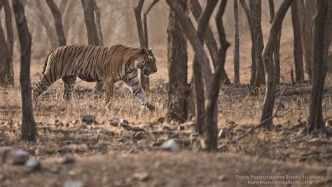 Royal Bengal Tiger Hunting Photo Raymond J Barlow Photos At