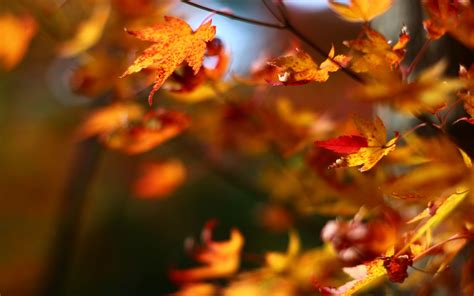 Download Wallpaper 1920x1200 Maple Leaves Branches Blur Autumn