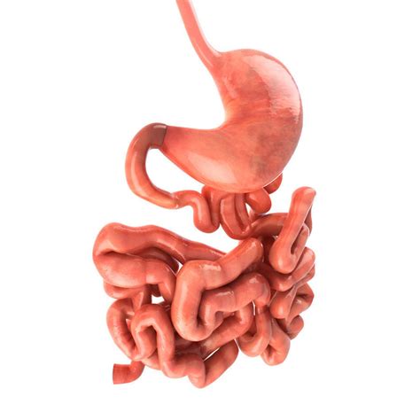 3d Model Stomach And Small Intestine Cgtrader