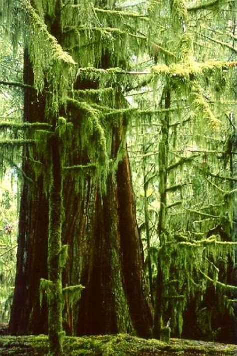 Ancient Red Cedars Biggest Trees Are 800 Years Old Cathedral Grove