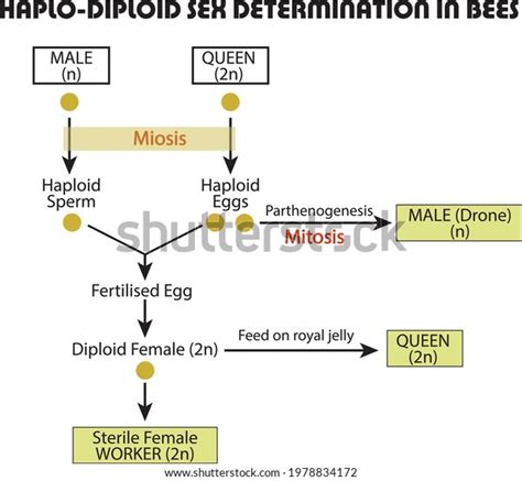 Hoplo Diploid Sex Determination In Bees And Parthenogenesis