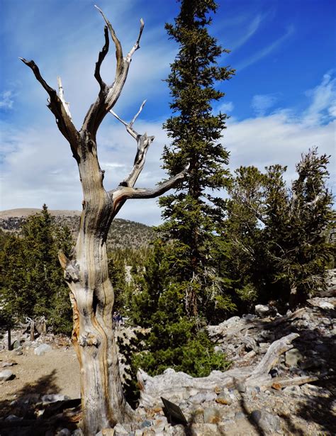 2015 Travels Bristlecone Glacier Trail And Alpine Lakes Loop At Great